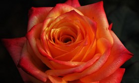 4 Reasons Why The Story of Valentines Day Can’t Be True