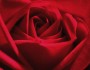 25 Romantic Quotes for Valentine's Day