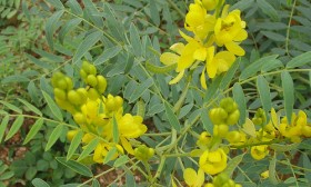 6 Great Herbs for Weight Loss