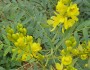6 Great Herbs for Weight Loss
