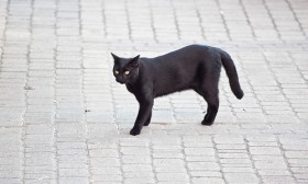10 Friday the 13th Superstitions You Must Read