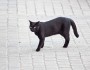 10 Friday the 13th Superstitions You Must Read