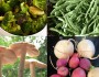 5 Best Vegetables to Lose Weight