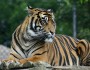 10 Top Most Endangered Species On Earth