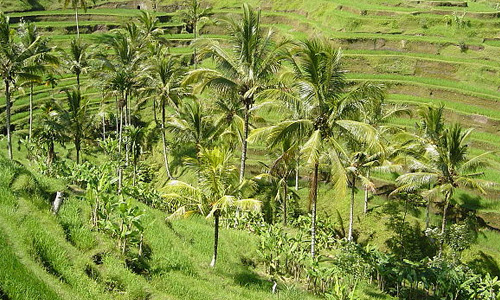 Bali