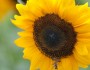 6 Benefits of Sunflower Oil