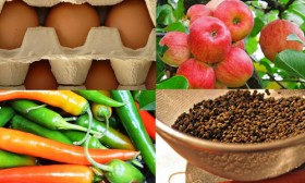 10 Foods That Burn Fat