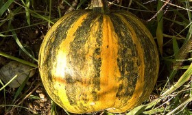 6 Benefits of Pumpkin Seed Oil