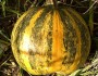 6 Benefits of Pumpkin Seed Oil
