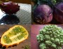 5 Exotic Fruits to Try