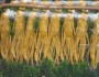 5 Ginseng Health Benefits