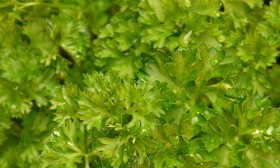 6 Health Benefits of Parsley