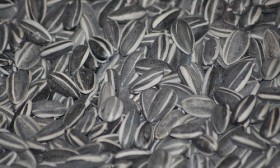 6 Health Benefits of Sunflower Seeds