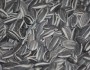 6 Health Benefits of Sunflower Seeds