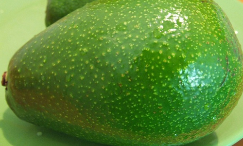 Avocado