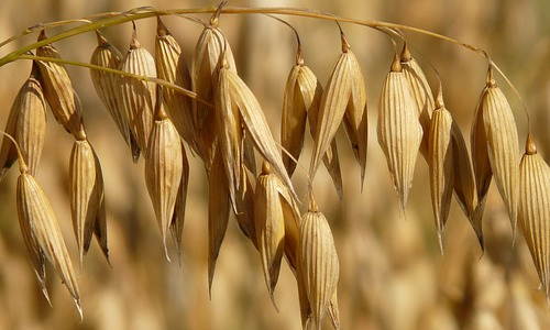 Oats