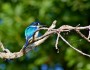 5 Great Rainforests of the World that You Must Visit