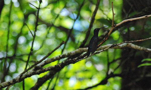 Monteverde Preserve, Costa Rica