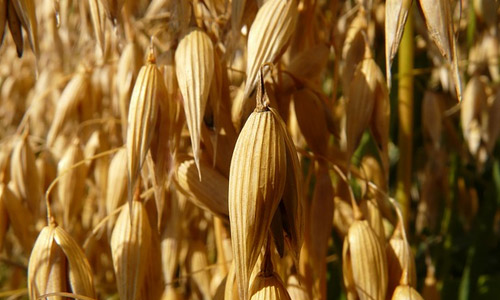Oats