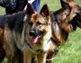 10 Most Expensive Dog Breeds