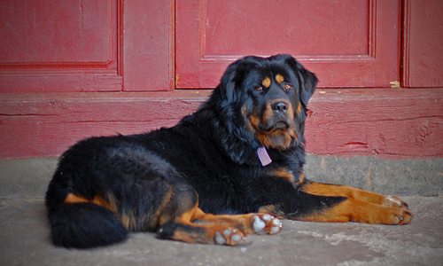 Tibetan Mastiff