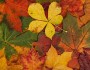Happy Thanksgiving