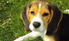 10 Fun Facts About Dogs