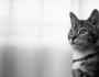 11 Fun Facts About Cats