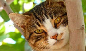 7 Common Myths About Cats to Know
