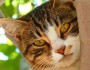 7 Common Myths About Cats to Know 