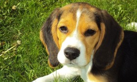 8 Myths About Dogs Exposed
