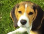 8 Myths About Dogs Exposed