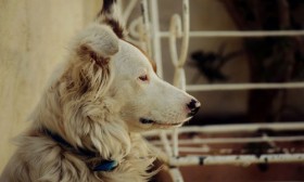 6 Reasons Why Dogs Are Better than Men