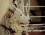 6 Reasons Why Dogs Are Better than Men