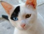 7 Things You Didn't Know About Cats