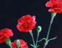 6 Fun Facts about the January Birth Flower