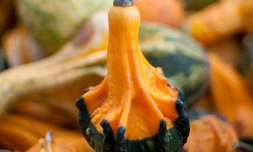 9 Health Benefits of Squash