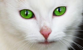 6 Reasons Why Cats are Better Than Dogs