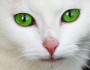 6 Reasons Why Cats are Better Than Dogs
