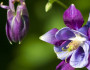 6 Fun Facts about the February Birth Flower
