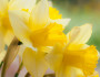 6 Fun Facts about the March Birth Flower