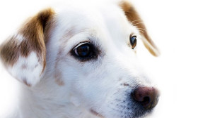 6 Reasons Why Dogs are Better Than Cats