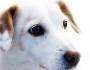 6 Reasons Why Dogs are Better Than Cats