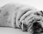 7 Things You Didn't Know about Dogs
