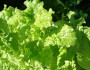 5 Health Benefits of Lettuce