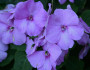 6 Fun Facts about the July Birth Flower