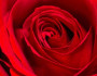 6 Most Popular Flowers to Give on Valentine's Day