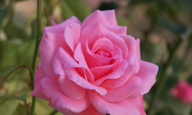 6 Fun Facts About The June Birth Flower