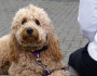 7 Signs You are Obsessed With Your Pet