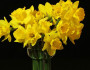 6 Fun Facts About the December Birth Flower